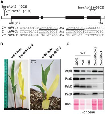 Translation and Co-translational Membrane Engagement of Plastid-encoded Chlorophyll-binding Proteins Are Not Influenced by Chlorophyll Availability in Maize